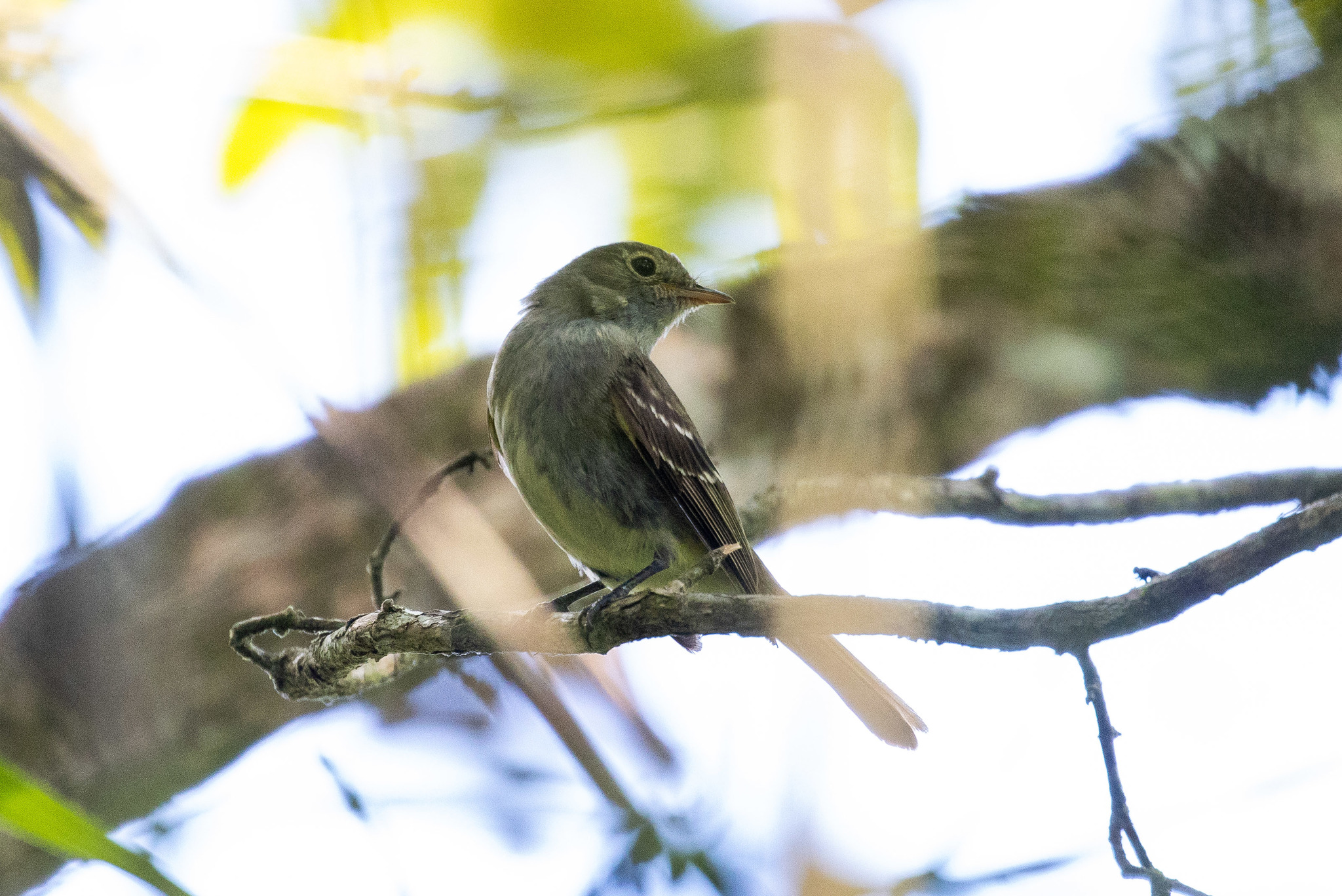 Olivaceous Elaenia (Elaenia mesoleuca), photo 4