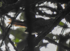 Cranioleuca obsoleta