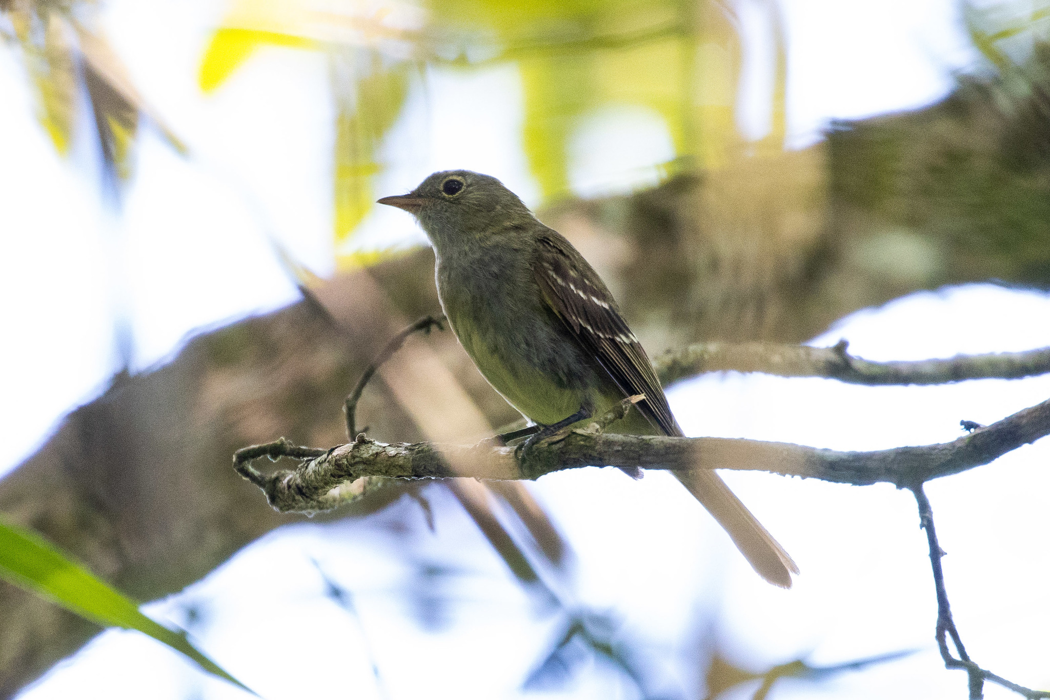 Olivaceous Elaenia (Elaenia mesoleuca), photo 3
