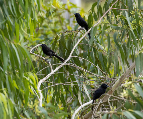 Forbes's Blackbird (Anumara forbesi), photo 2
