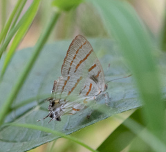 Hemiolaus caeculus
