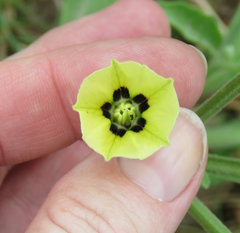 Physalis cinerascens spathulifolia