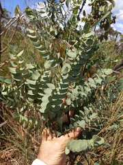 Stryphnodendron adstringens