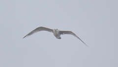 Larus occidentalis