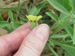 Physalis cinerascens spathulifolia