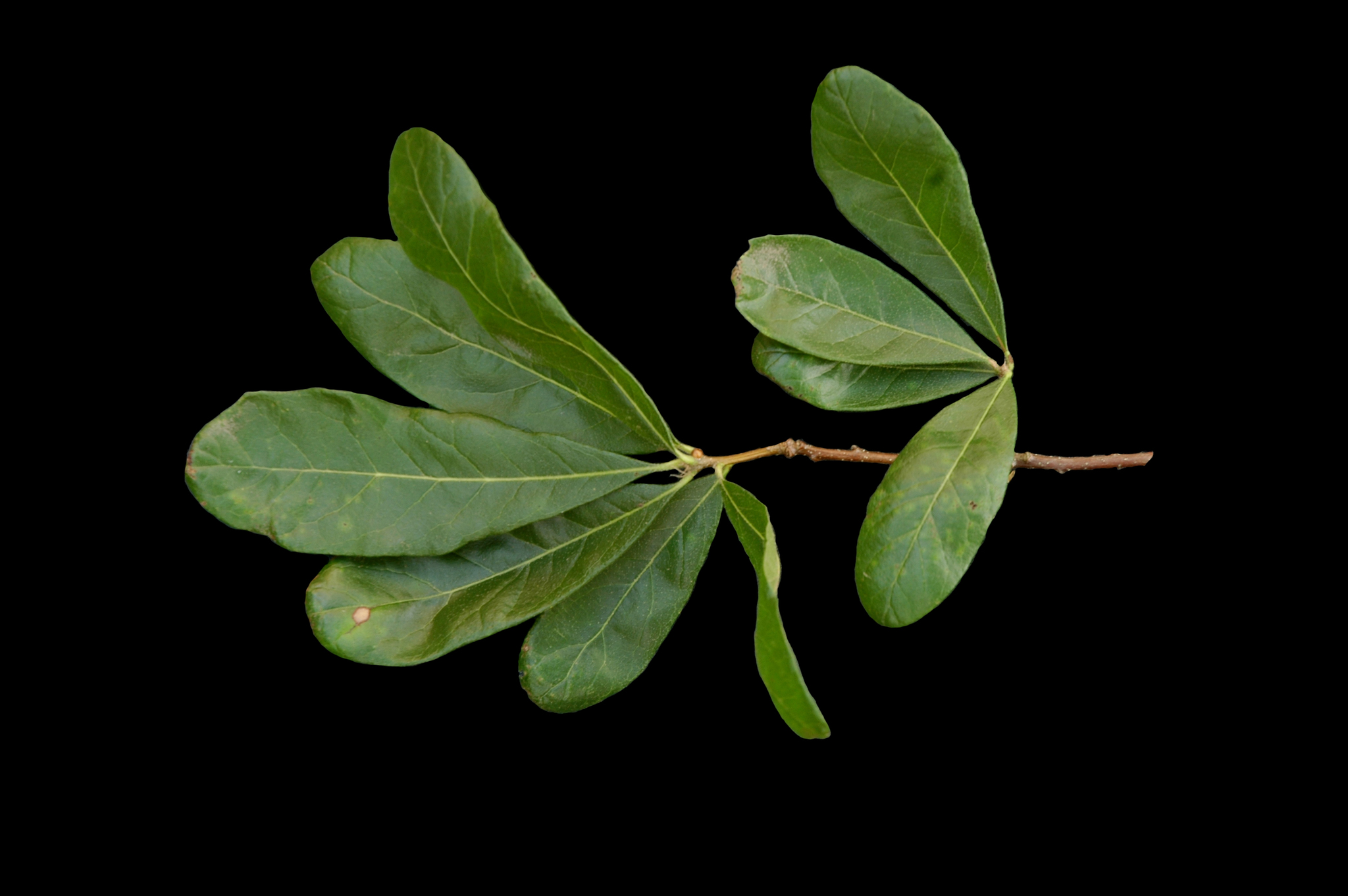 Quercus oglethorpensis