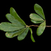 Quercus oglethorpensis - Photo (c) Bruce Kirchoff, osa oikeuksista pidätetään (CC BY)