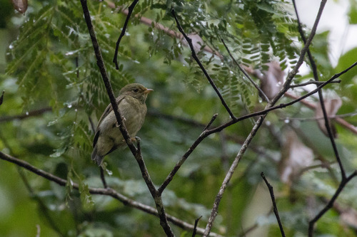 Red-headed Manakin (Ceratopipra rubrocapilla), photo 10