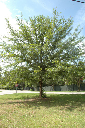 Oglethorpe Oak