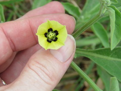 Physalis cinerascens spathulifolia