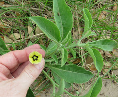 Physalis cinerascens spathulifolia