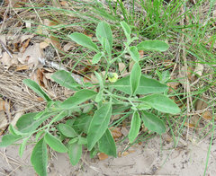 Physalis cinerascens spathulifolia