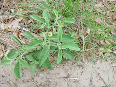 Physalis cinerascens spathulifolia