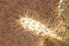 Opuntia chlorotica