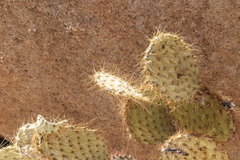 Opuntia chlorotica