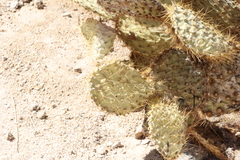 Opuntia chlorotica