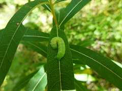 Scoliopteryx libatrix