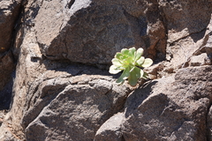 Aeonium urbicum