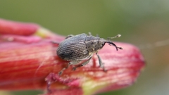 Ceutorhynchus obstrictus