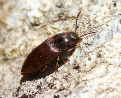 Hypnoidus abbreviatus