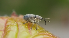 Ceutorhynchus obstrictus