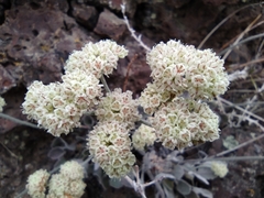 Eriogonum strictum