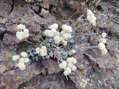 Eriogonum strictum