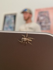 Platycryptus undatus