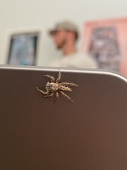 Platycryptus undatus