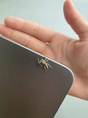 Platycryptus undatus