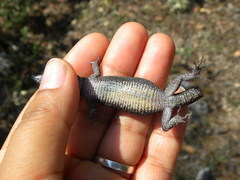 Lepidophyma gaigeae