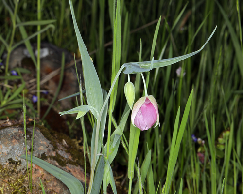 Purple fairy-lantern (Calochortus amoenus)