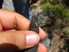 Lepidophyma gaigeae