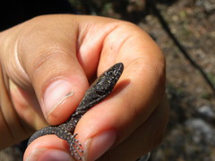 Lepidophyma gaigeae