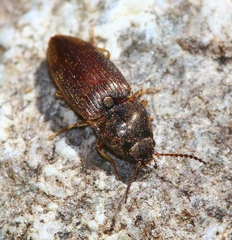 Hypnoidus abbreviatus
