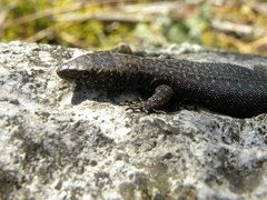 Lepidophyma gaigeae