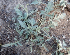 Ambrosia grayi
