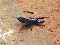 Mastigoproctus maximus