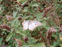 Anartia jatrophae