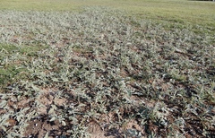 Ambrosia grayi