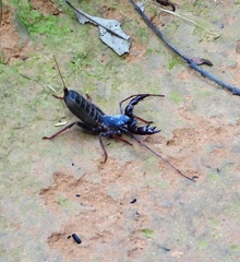 Mastigoproctus maximus