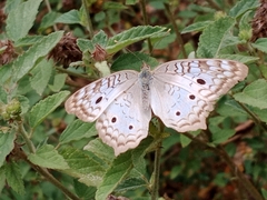Anartia jatrophae