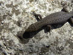 Lepidophyma gaigeae