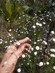 Paepalanthus chiquitensis