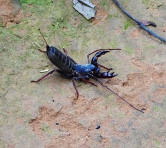 Mastigoproctus maximus