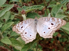 Anartia jatrophae