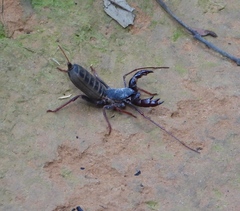 Mastigoproctus maximus