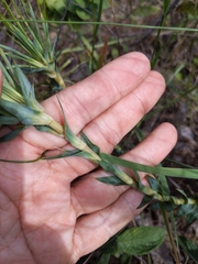 Paepalanthus chiquitensis