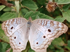 Anartia jatrophae