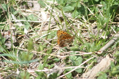 Boloria dia
